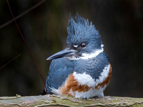 Belted-Kingfisher, 276295, Audubon, Photo by Jerry amEnde