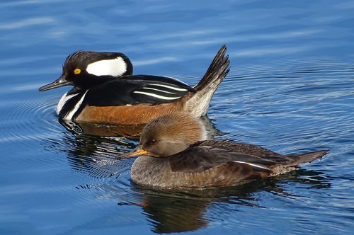 Hooded-Merganser, 240530-023, Audubon, Photo by Amy Simmons