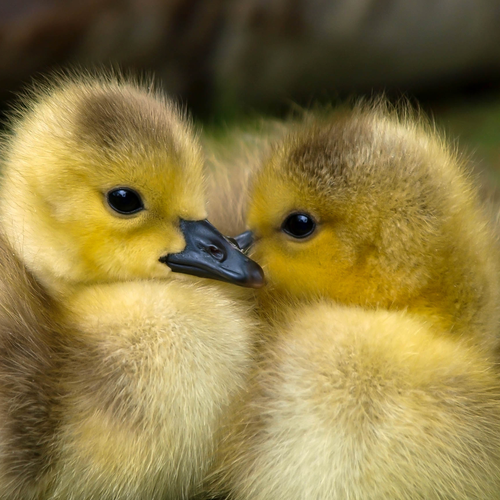 Bruce Beginnings Junior: Ducks