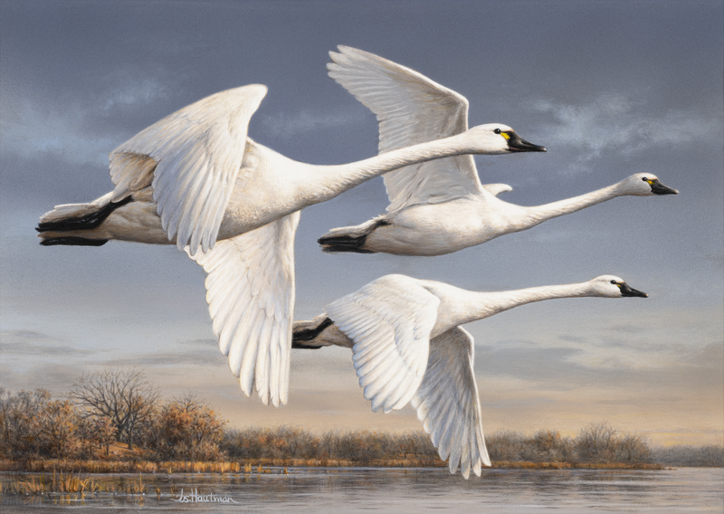 Joe Hautman, Tundra Swans